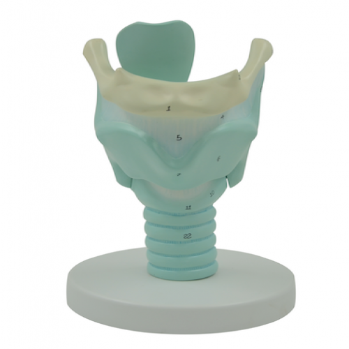 喉結構與功能放大模型（喉軟骨模型）