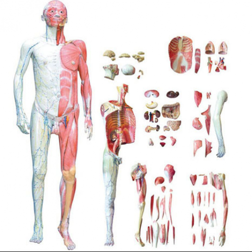 人體全身層次解剖附內(nèi)臟模型-1